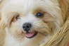 teddy puppies information teddy breed information with pictures ehow teddy puppies information teddy breed information with pictures ehow