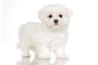 A Maltese puppy's coat doesn't stay short for long.