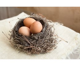 How to Hatch Chicken Eggs at Home Without an Incubator (Photo: Santy 