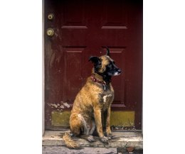 How to Stop a Dog From Jumping on Doors (with Pictures) | eHow