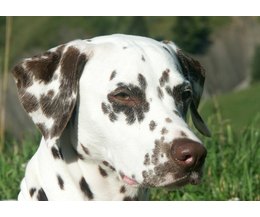 why are dalmatians dogs dalmatian history www imgkid the image kid has it why are dalmatians dogs dalmatian history www imgkid the image kid has it