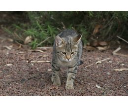 Florida Feral Cat Laws (with Pictures) | eHow