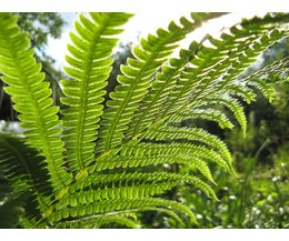 moss and fern similarities essay moss and fern similarities essay