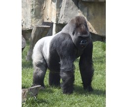 silverback weight