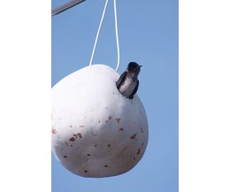 birds that eat mosquitoes with pictures ehow birds that eat mosquitoes with pictures ehow