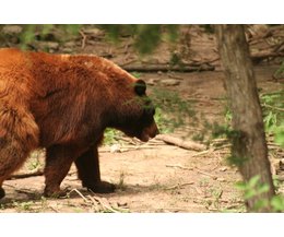 boreal forest omnivores rainforests symbiosis taiga webs food