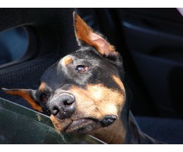 cerenia for dogs side effects side effects for cerenia in dogs with pictures ehow cerenia for dogs side effects side effects for cerenia in dogs with pictures ehow