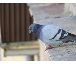 can dogs get lice from humans can humans dogs get lice from birds with pictures ehow can dogs get lice from humans can humans dogs get lice from birds with pictures ehow