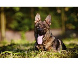 How to Potty Train a German Shepherd Puppy Within Five Daysthumbnail