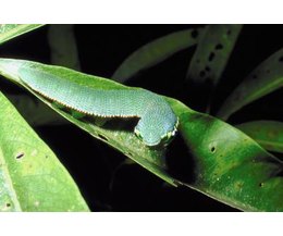 home remedies for vegetable garden green worms ehow home remedies for vegetable garden green worms ehow