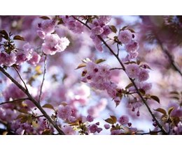 cherry tree symbolism what is the meaning of cherry blossom flowers ehow cherry tree symbolism what is the meaning of cherry blossom flowers ehow