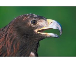 birds of prey in florida ehow birds of prey in florida ehow