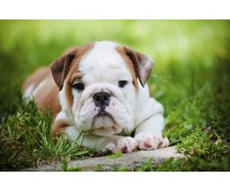 An english bulldog puppy. (Photo: onetouchspark/iStock/Getty Images) An english bulldog puppy. (Photo: onetouchspark/iStock/Getty Images)
