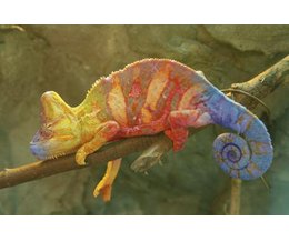 Chameleon Life Cycle | eHow