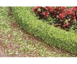 Boxwood Shrub Varieties