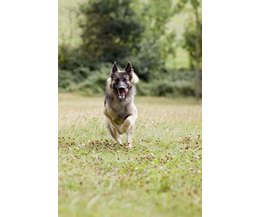 how fast can dogs run how fast can dogs run with pictures ehow how fast can dogs run how fast can dogs run with pictures ehow