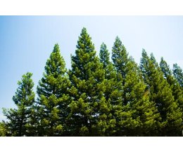 The pine tree is an evergreen tree with 17 subtypes. (Photo 