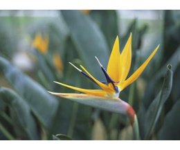 how to grow bird of paradise from seed with pictures ehow how to grow bird of paradise from seed with pictures ehow