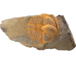 Plants & Animals of the Cambrian Period (with Pictures) | eHow