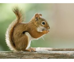 The Differences in Male and Female Squirrels (with Pictures) | eHow