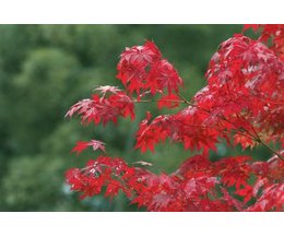 how fast do red maple trees grow ehow how fast do red maple trees grow ehow
