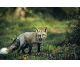 Animals+Digging+Holes+in+Yard Animal Dig Hole In Back Yard http://www.ehow.com/info_8230452_animals ...