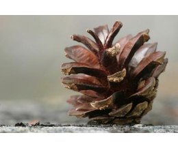 Pine Cone and Pine Straw Poisoning in Dogs |
