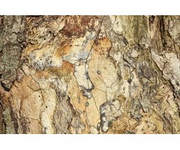 Section of peeled bark on a brown oak tree (Photo: Hellen Sergeyeva 