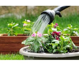 The Importance Of Water For Plants