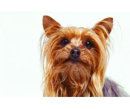 dogs that do not shed breeds that do not shed breeds picture dogs that do not shed breeds that do not shed breeds picture
