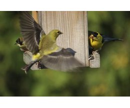 which birds eat thistle seed with pictures ehow which birds eat thistle seed with pictures ehow