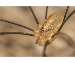 facts about daddy long legs