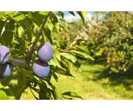 Plum Tree Identification (with Pictures) | eHow