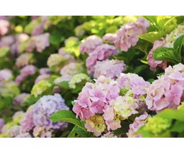 Are Hydrangeas Perennials or Annuals? (with Pictures) | eHow