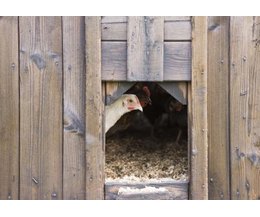 Ideas for Chicken Coops (with Pictures) | eHow