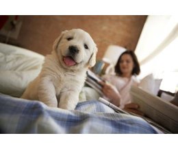 when can puppies start puppy food at what age can a puppy start puppy food ehow when can puppies start puppy food at what age can a puppy start puppy food ehow