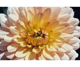 Chrysanthemum flowers grow in a brilliant array of colors. Photo 
