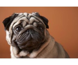 how much is a purebred pug information on the pug zu mixed breed with pictures ehow how much is a purebred pug information on the pug zu mixed breed with pictures ehow
