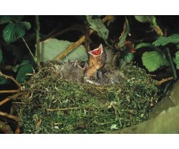how to feed wild baby blue jays with pictures ehow how to feed wild baby blue jays with pictures ehow