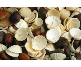seashells crafts seashell patterns projects craft getty many ehow ablestock hemera technologies