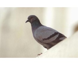 ledge pigeon pigeons rid balcony getty hemera technologies