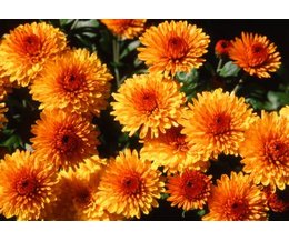 Chrysanthemums are a common fall and winter garden flower in North 