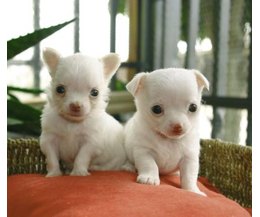 types of puppies breeds teacup breeds different types of dogs types of puppies breeds teacup breeds different types of dogs