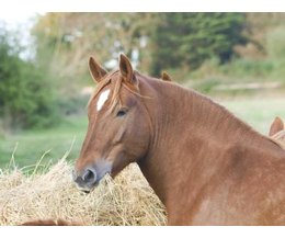 what kind of food do horses eat ehow what kind of food do horses eat ehow