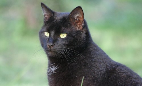 Urinary Infection in a Male Cat