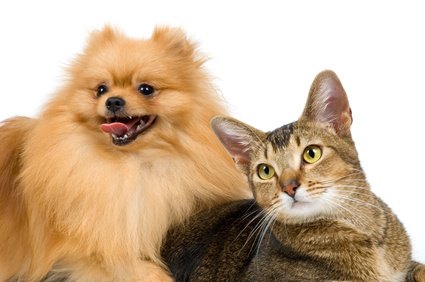 Pain Relief for Dogs and Cats