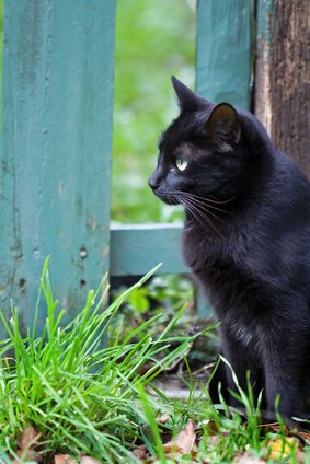 How to Care for a Farm Cat