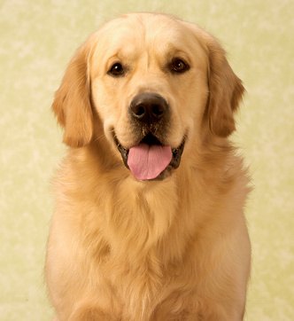 The Best Dog Breeds for Autistic Children The Best Dog Breeds for Autistic Children
