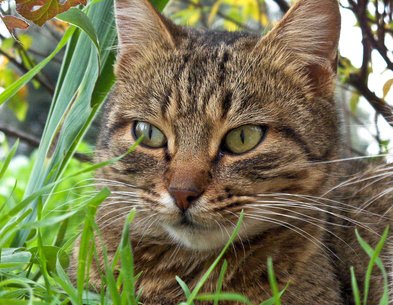 Is English Ivy Poisonous to Cats?