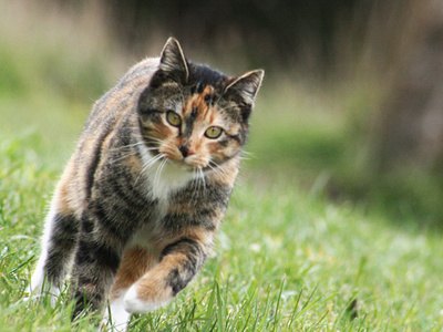 The Benefits of Feline Prozac